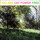 Cover for You Are Free by Cat Power